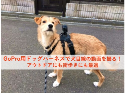 動画付き Goproドッグハーネス犬につけてみた徹底レビュー 犬目線でカワイイ動画を撮ろう Choki Press